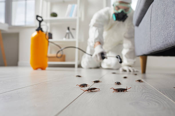Commercial Rodent Management in Belwood